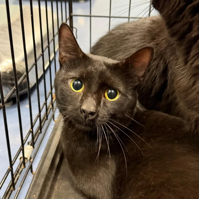 An adult medium-sized male Domestic Short Hair cat named Stamps for adoption in Greensboro, NC