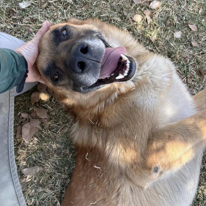 An adult medium-sized male Brown / Chocolate German Shepherd Dog dog named Stevie Ray Vaughan for adoption in San Jacinto, CA
