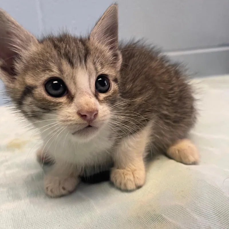 A baby small-sized female Gray / Blue / Silver Domestic Short Hair cat named Cherry for adoption in Valley, AL