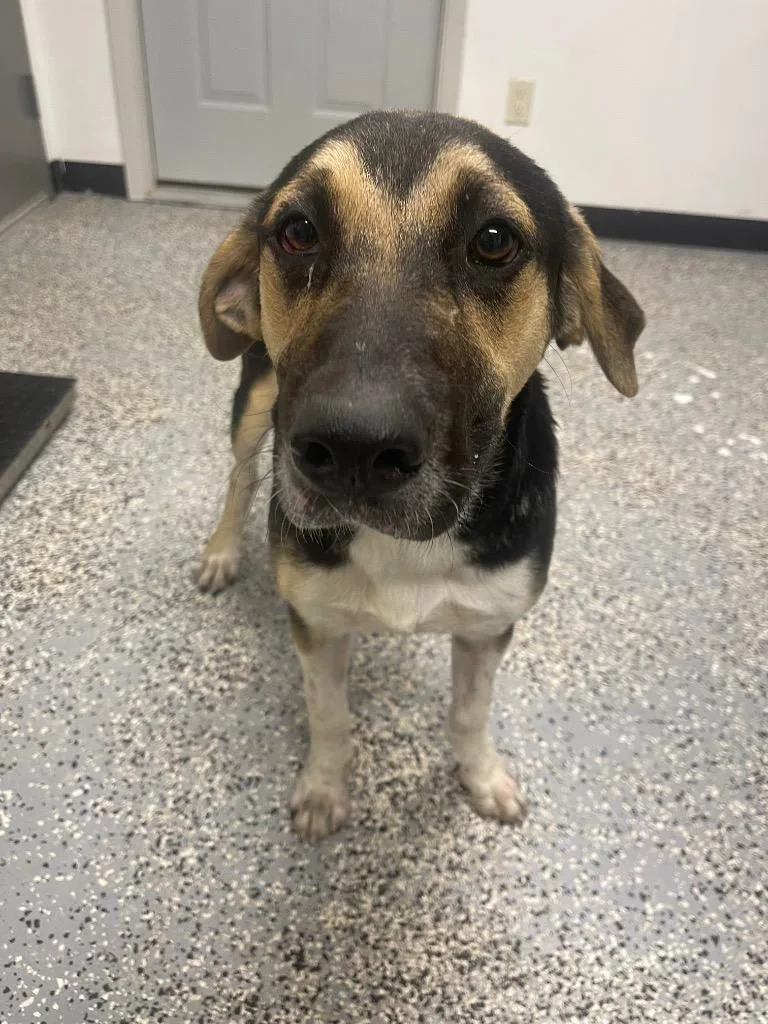 A young medium-sized male Shepherd dog named Drake for adoption in Seven Points, TX