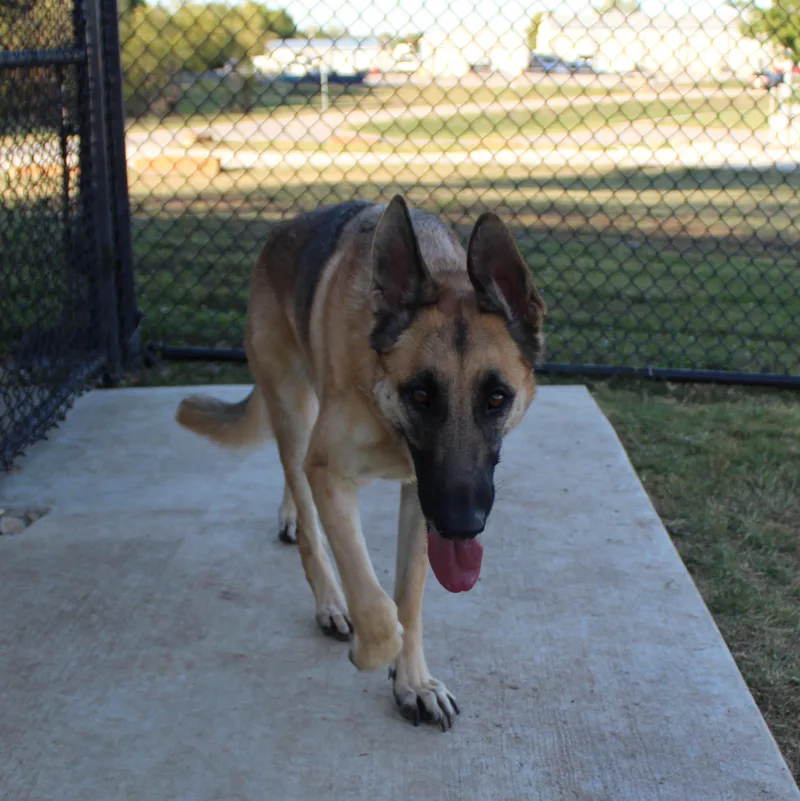 An adult large-sized male German Shepherd Dog named Chase for adoption in Owasso, OK