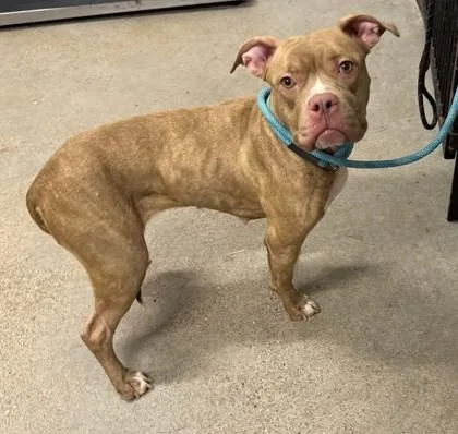 A young medium-sized female Yellow / Tan / Blond / Fawn Boxer dog named Reese for adoption in Cleveland, OH