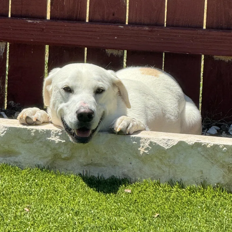 An adult medium-sized male White / Cream Labrador Retriever dog named Bob for adoption in Helotes , TX