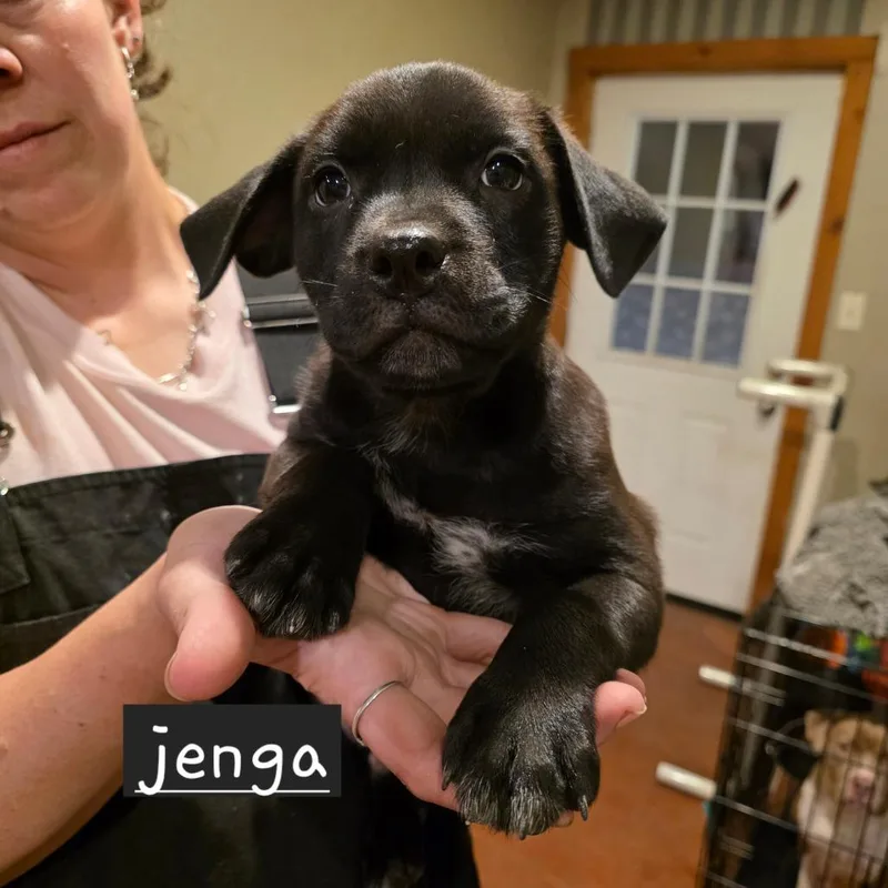 Jenga