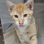 A baby medium-sized male Domestic Short Hair cat named Rango for adoption in Santa Cruz, CA