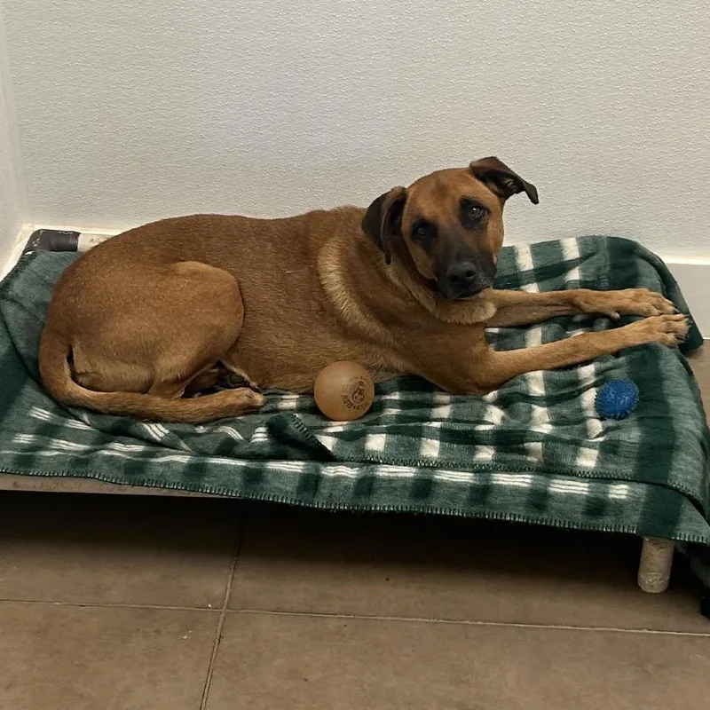 An adult medium-sized male Yellow / Tan / Blond / Fawn Mixed Breed dog named Cody for adoption in Flagstaff, AZ