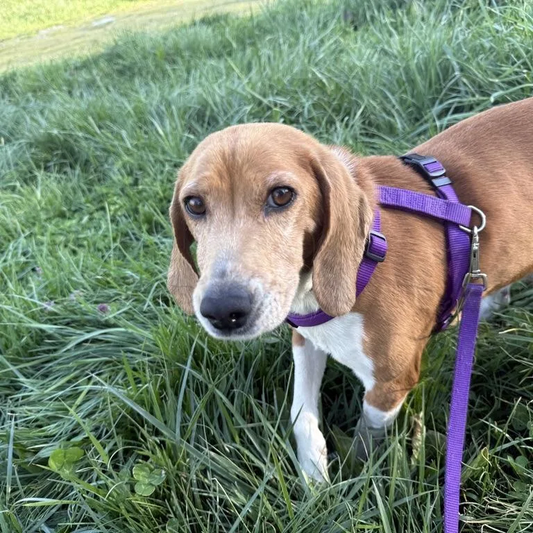 An adult medium-sized female Brown / Chocolate Beagle dog named Piglet for adoption in Rockville, MD