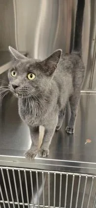 An adult small-sized female Domestic Short Hair cat named Calliope for adoption in Daphne, AL