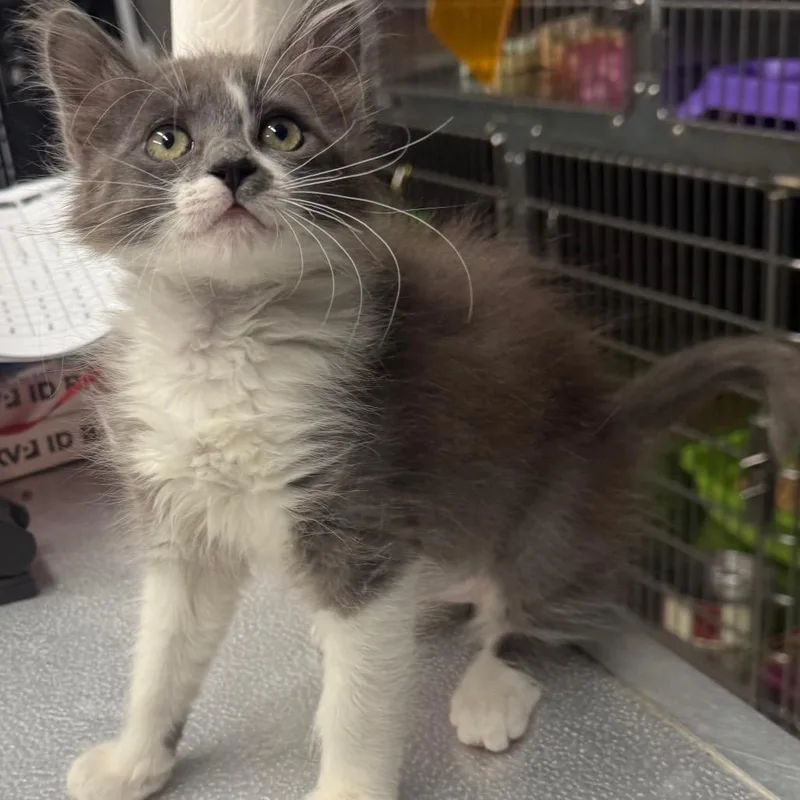 A baby small-sized female Gray / Blue / Silver Domestic Medium Hair cat named Mochi for adoption in Spokane, WA