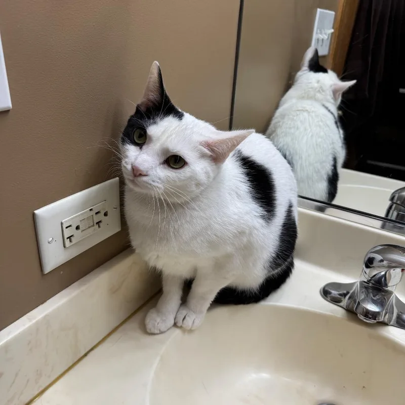 An adult small-sized male Domestic Short Hair cat named Salem for adoption in Roselle, IL