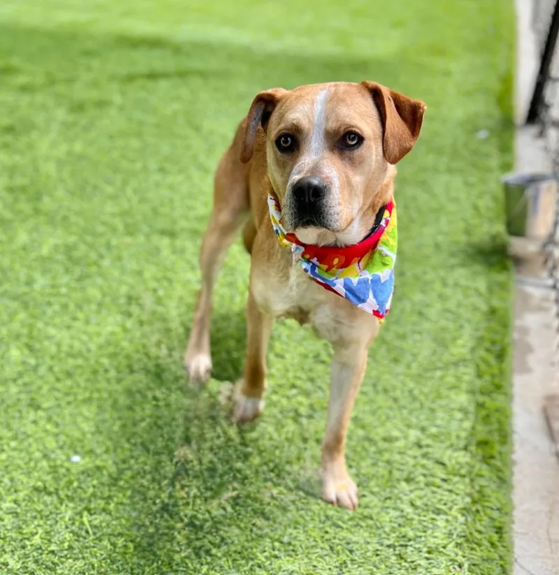 A young medium-sized male Mixed Breed dog named General for adoption in Ellijay, GA