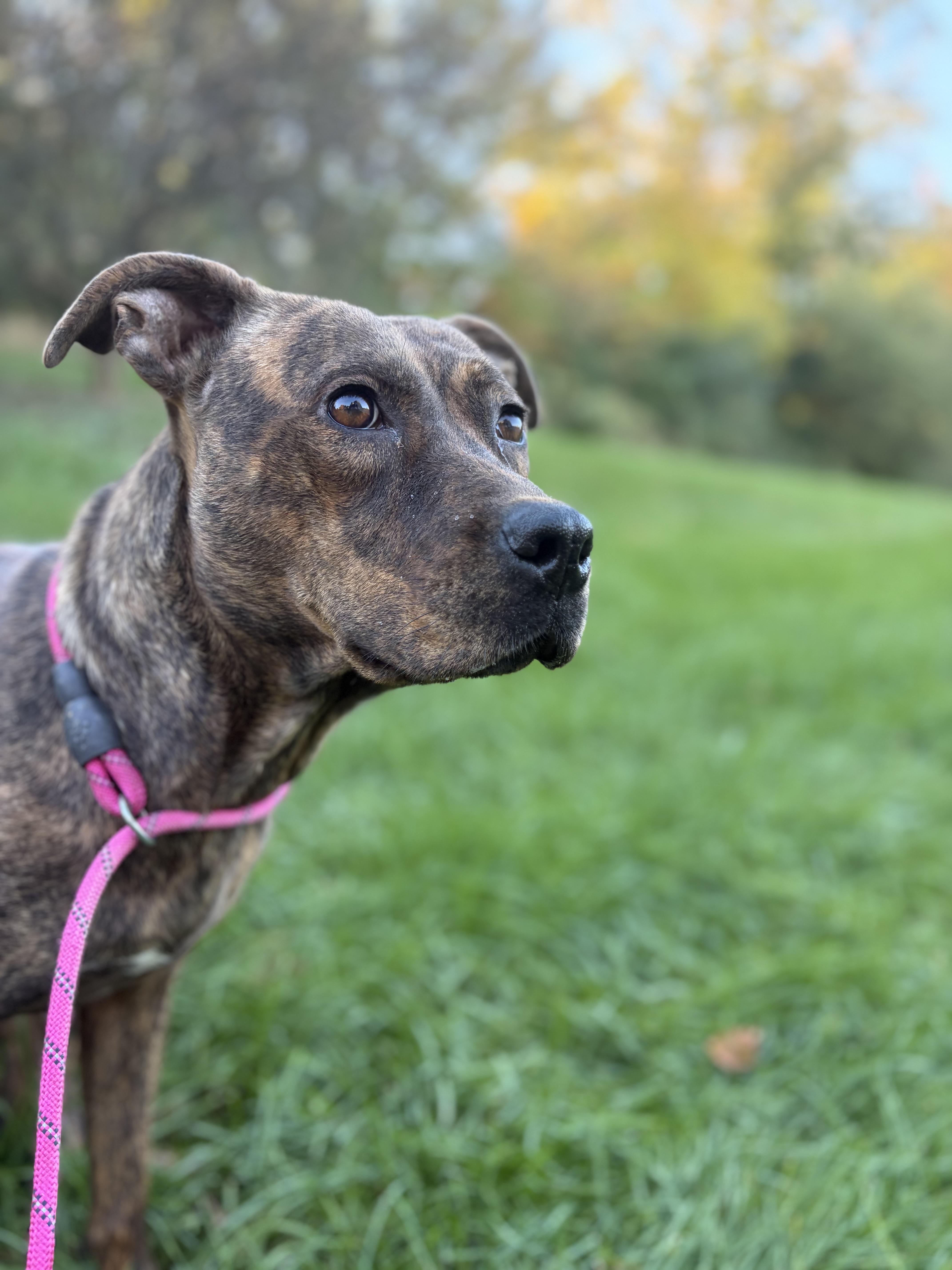 An adult medium-sized female Brindle Pit Bull Terrier dog named Queenie for adoption in Felton, PA