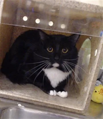 A young small-sized male Domestic Medium Hair cat named Sylvester for adoption in Denver, CO