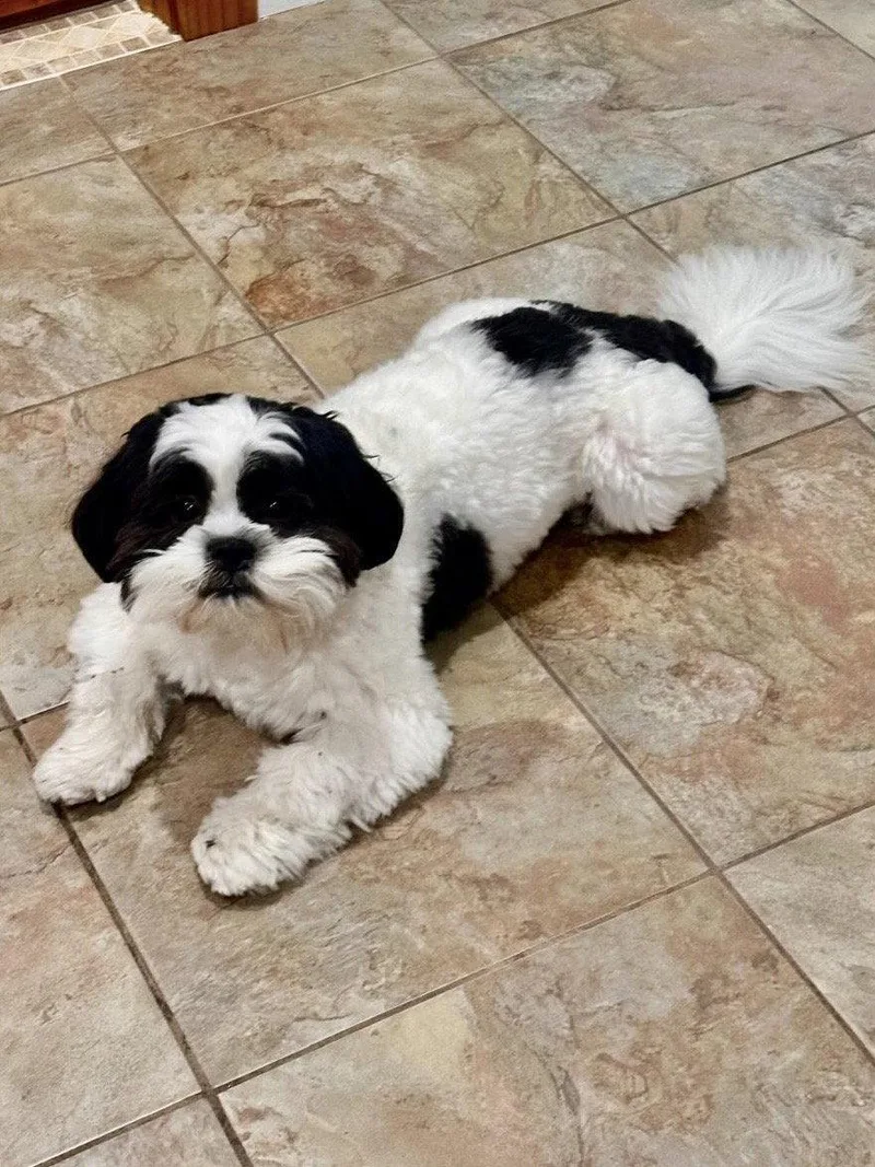 An adult small-sized male Shih Tzu dog named Hulk for adoption in Margate, FL