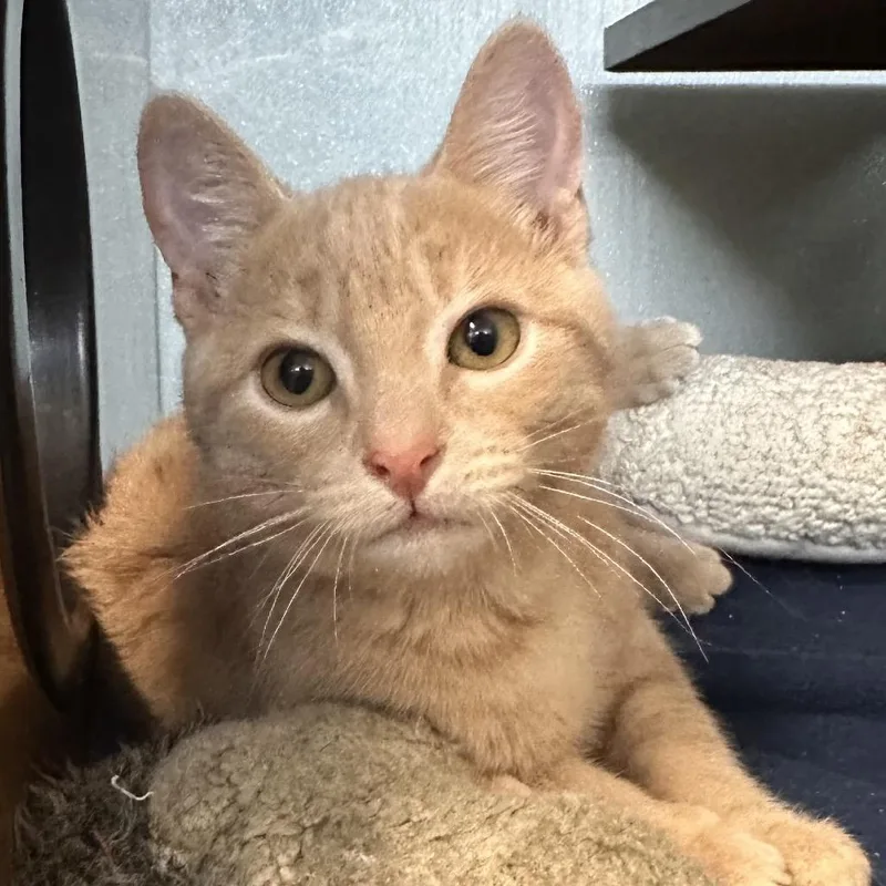 A baby small-sized male Orange / Red Domestic Short Hair cat named Kirby for adoption in Point Richmond, CA