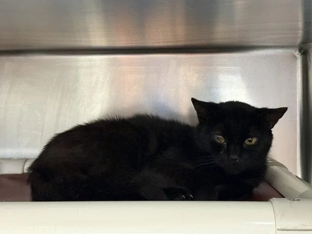 An adult medium-sized female Black Domestic Short Hair cat named Juanita for adoption in Herndon, VA