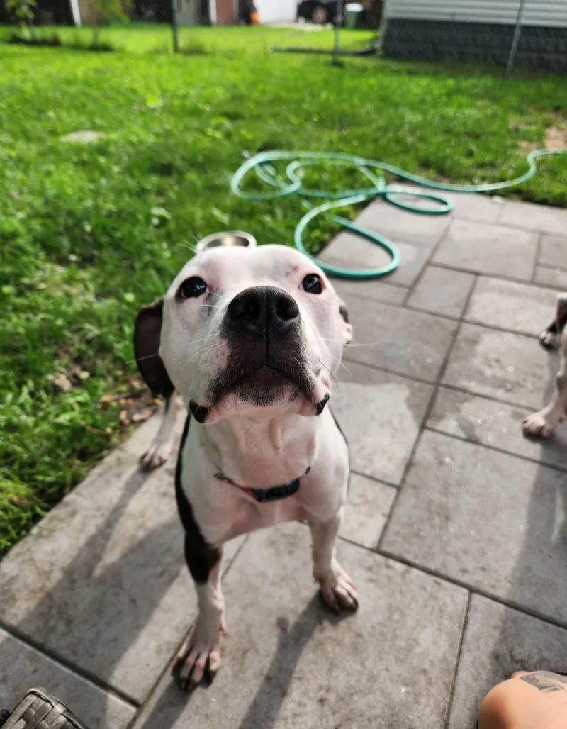 A young medium-sized female Pit Bull Terrier dog named Ella for adoption in merrillville, IN