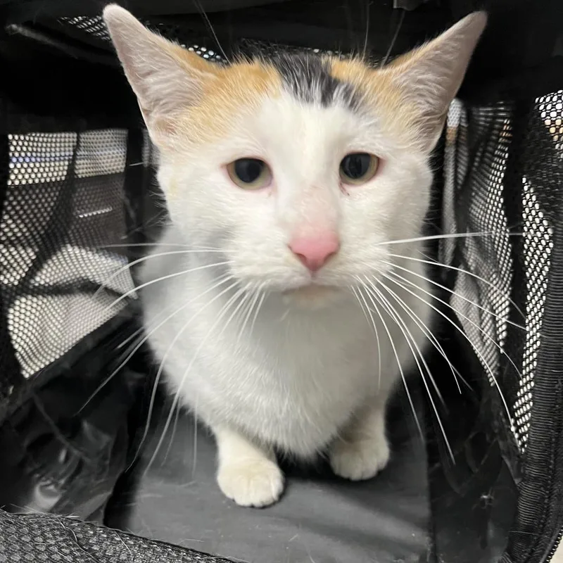 An adult medium-sized female Calico Domestic Short Hair cat named Katsu Musubi for adoption in Oak Park, IL