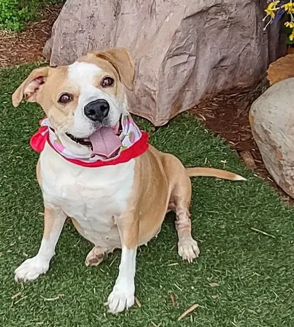An adult medium-sized female Terrier dog named Jolene for adoption in Oklahoma City, OK