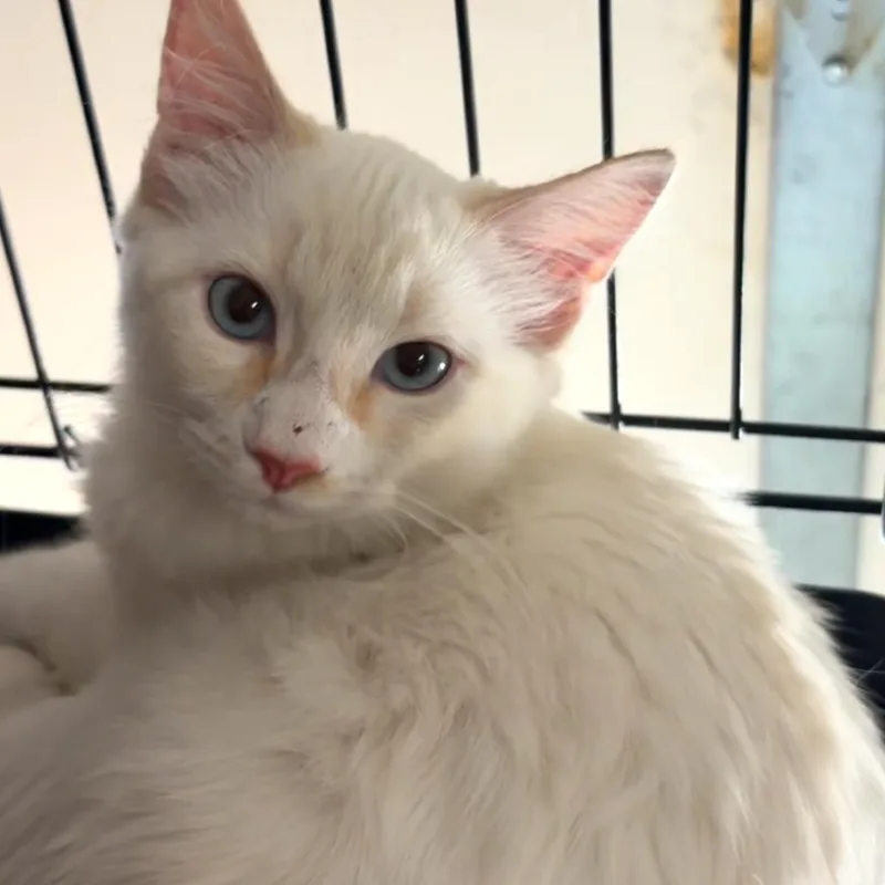 A baby small-sized male Flame Point Domestic Medium Hair cat named 1 for adoption in Long Beach, CA
