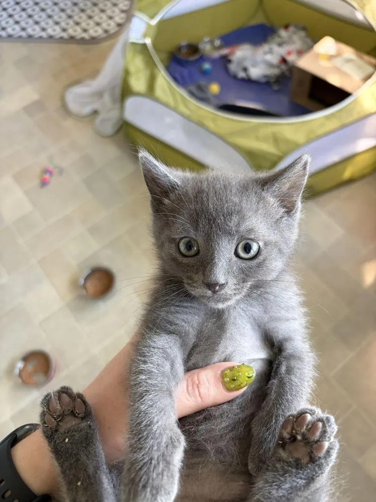 A baby small-sized male Gray / Blue / Silver Domestic Short Hair cat named Vali for adoption in Alexandria, VA