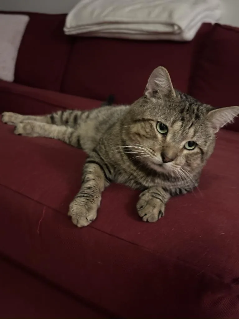 A young medium-sized male Tabby (Buff / Tan / Fawn) Tabby cat named Robbie  cuddle bug for adoption in New York, NY