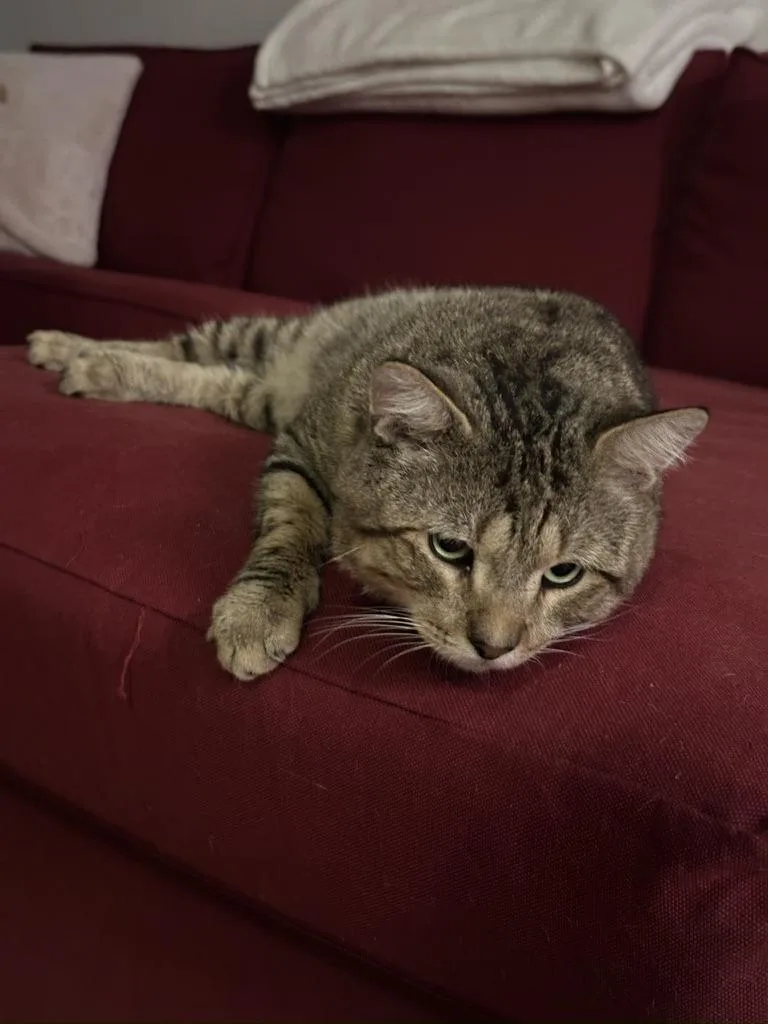 Robbie  cuddle bug thumbnail 6
