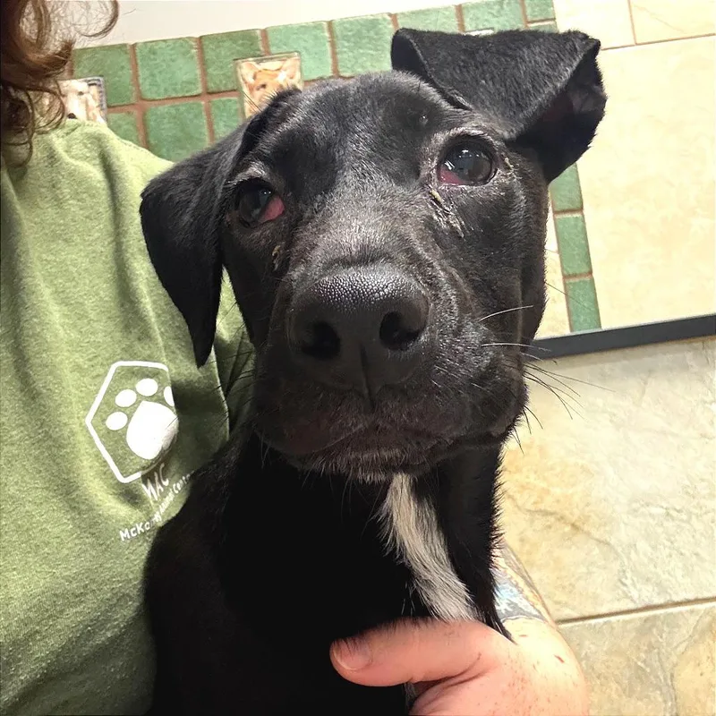A baby small-sized male Black Mixed Breed dog named Maui for adoption in Chattanooga, TN