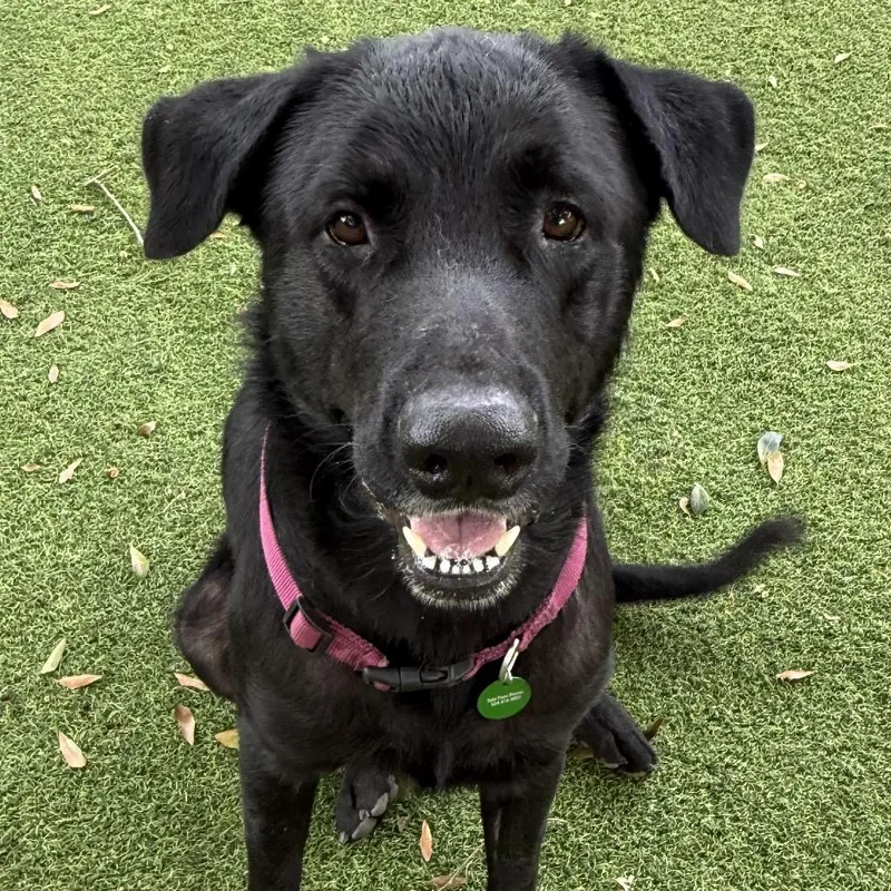 An adult large-sized male Black Labrador Retriever dog named Midnight for adoption in New Orleans, LA