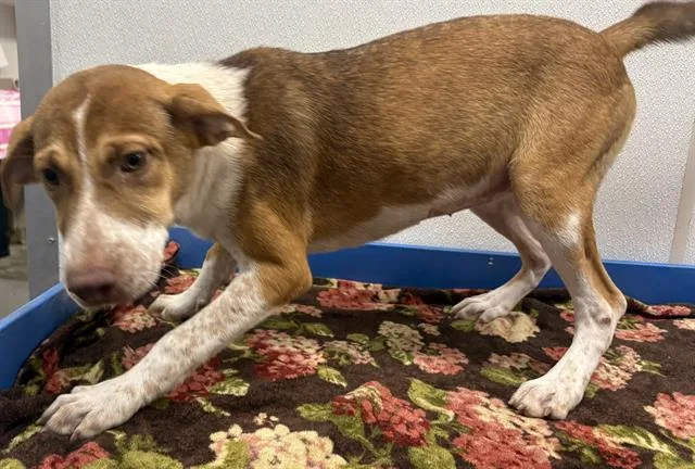 A baby medium-sized female Hound dog named Roseland for adoption in Panama City, FL