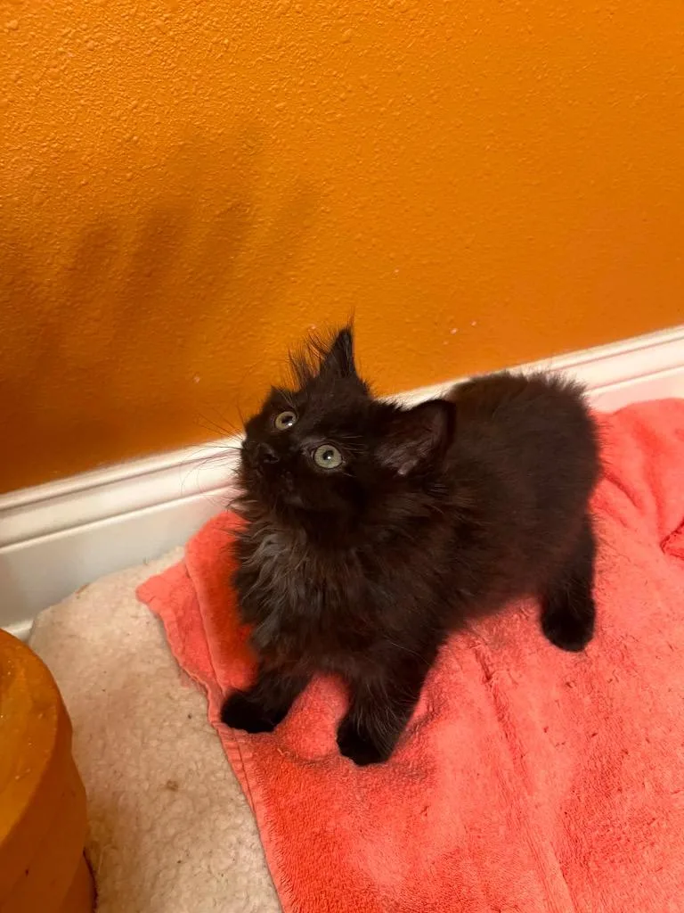 A baby small-sized male Domestic Long Hair cat named Bull for adoption in Fond Du Lac, WI