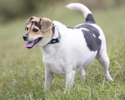 An adult medium-sized male Black Jack Russell Terrier dog named Mackey for adoption in Bedford, IN