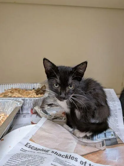 A baby small-sized male Domestic Short Hair cat named Guildenstern [Pink] for adoption in Chamblee, GA