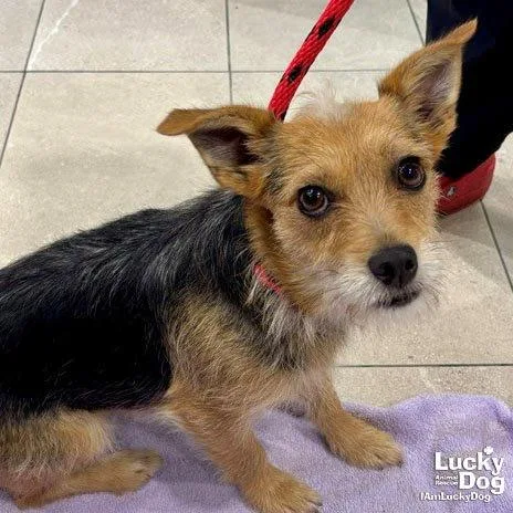 An adult medium-sized female Terrier dog named Chikis for adoption in Washington, DC