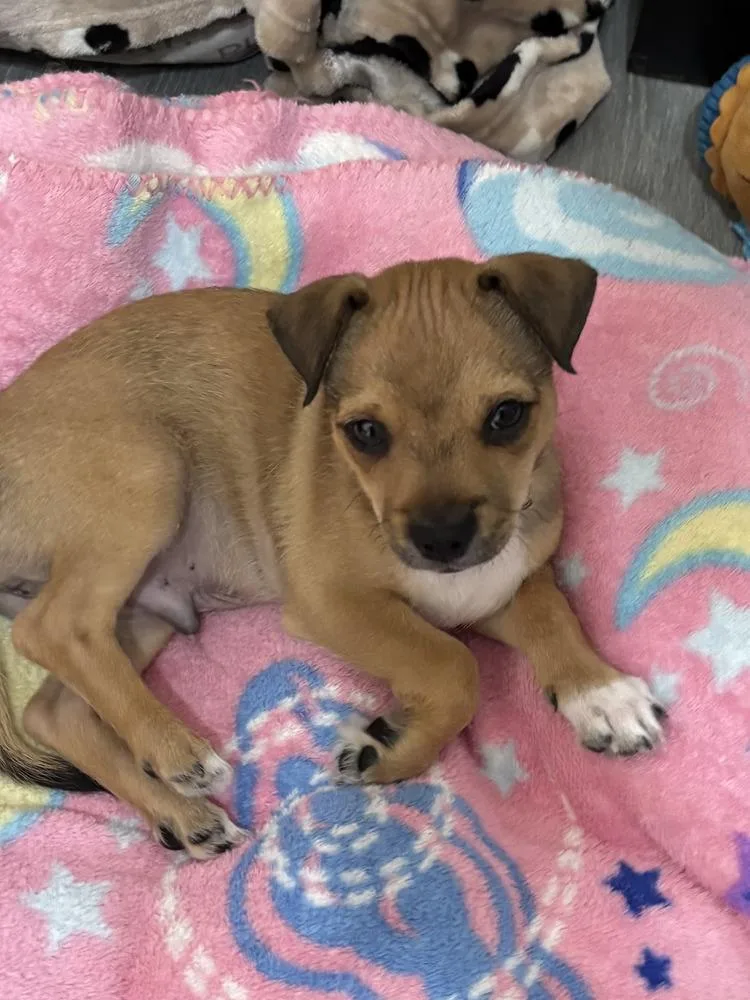 A baby small-sized male Terrier dog named Thunder Rumor for adoption in Lakeland, FL