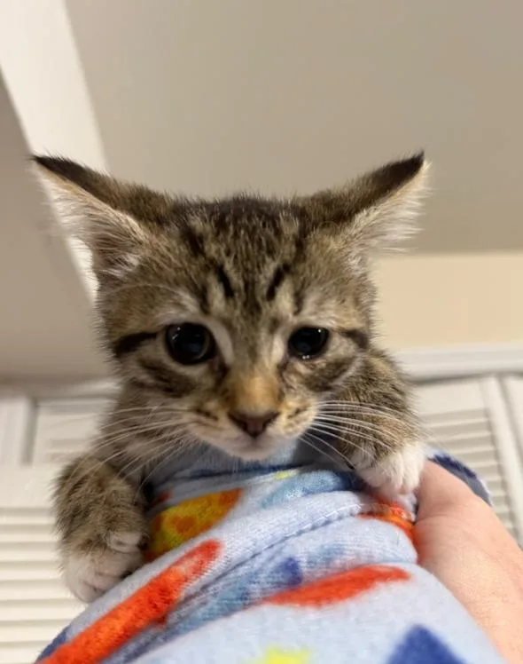 A baby medium-sized female Tabby (Brown / Chocolate) Domestic Short Hair cat named Trill for adoption in New York, NY