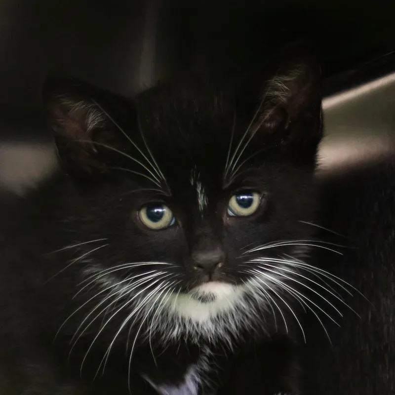 A baby small-sized male Black Domestic Short Hair cat named Jack for adoption in Middletown, RI