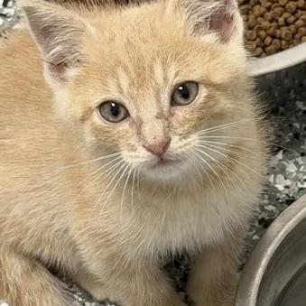 A baby large-sized male Domestic Short Hair cat named Marshalls for adoption in Bryan, OH