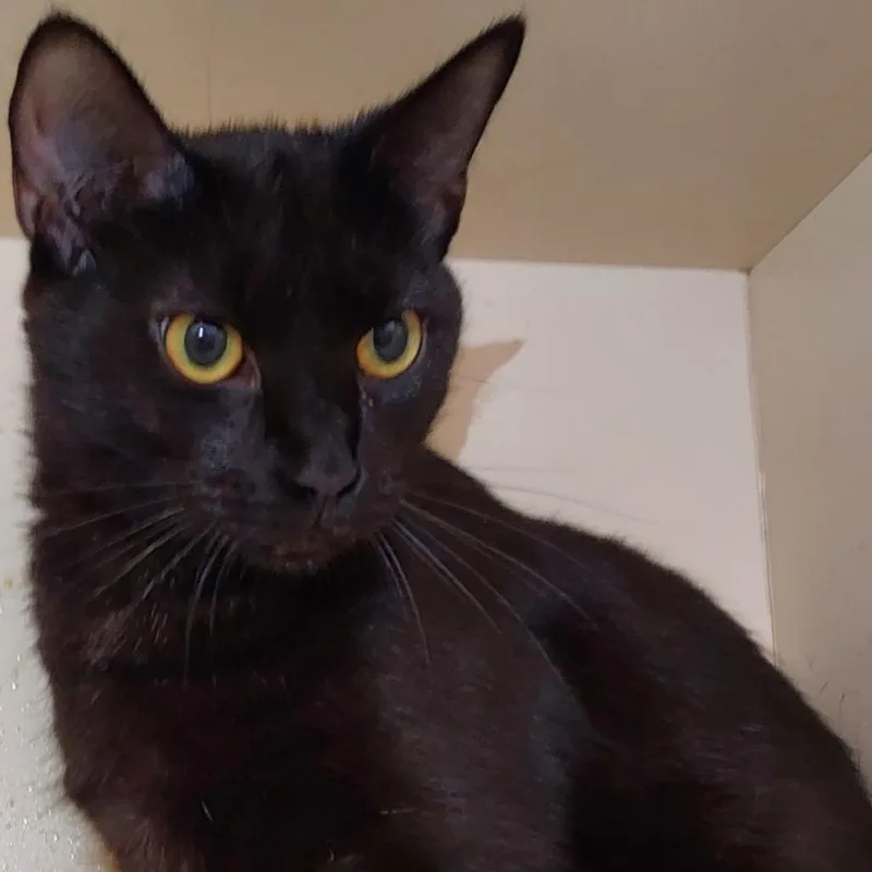 An adult large-sized female Black Domestic Short Hair cat named Blinky for adoption in Dayton, OH