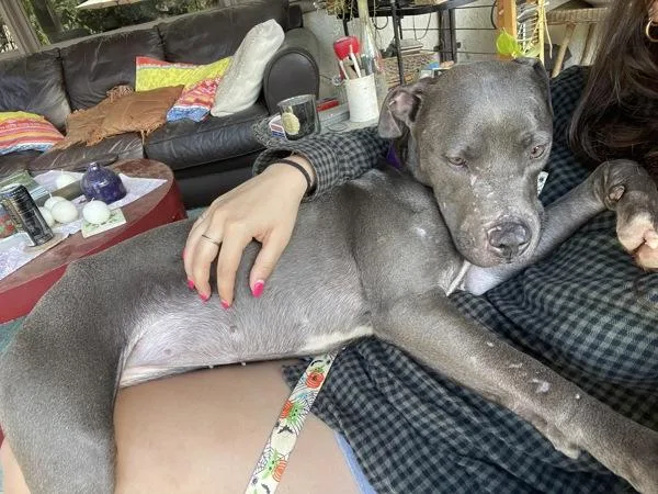 A young medium-sized female Pit Bull Terrier dog named Imiza for adoption in San Diego, CA