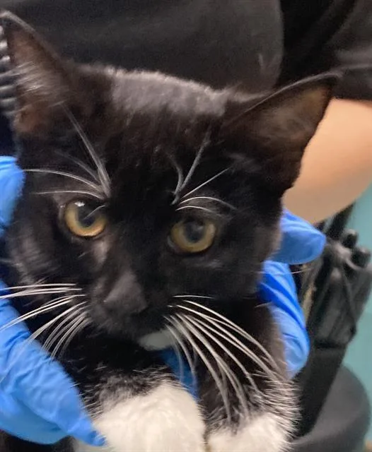 A baby small-sized male Domestic Short Hair cat named Jen for adoption in Long Beach, CA