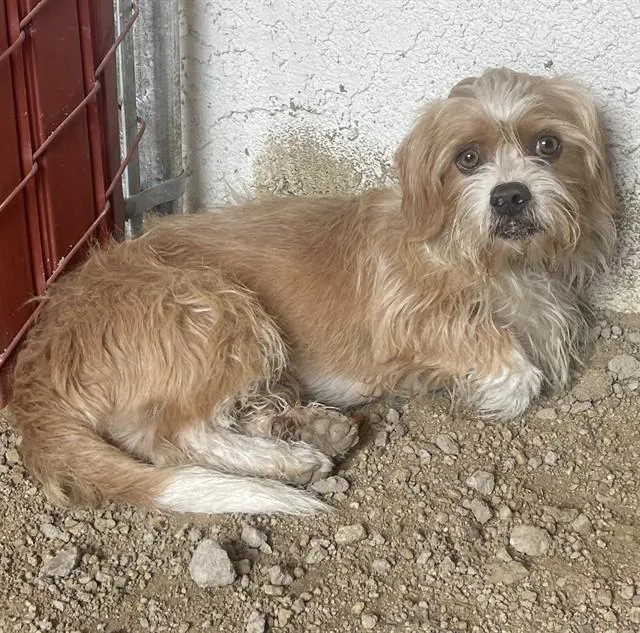 An adult small-sized male Cairn Terrier dog named Scooter for adoption in Camarillo, CA
