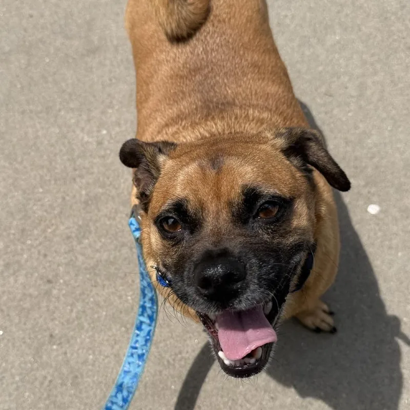 An adult medium-sized male Yellow / Tan / Blond / Fawn Mixed Breed dog named Mr. Bean for adoption in Hampton Bays, NY