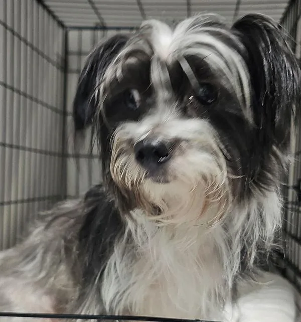 An adult small-sized female Shih Tzu dog named Sally for adoption in Dallas, GA