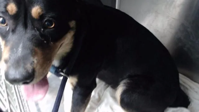 A young medium-sized male Australian Cattle Dog / Blue Heeler dog named Reyes for adoption in Downey, CA
