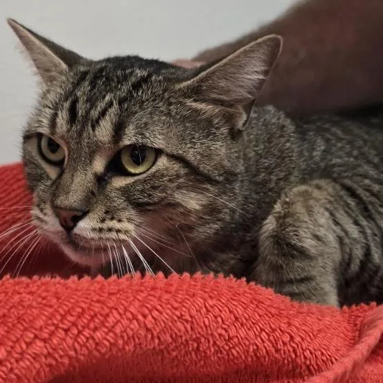 An adult large-sized male Domestic Short Hair cat named Tom Cruise for adoption in Austin, TX