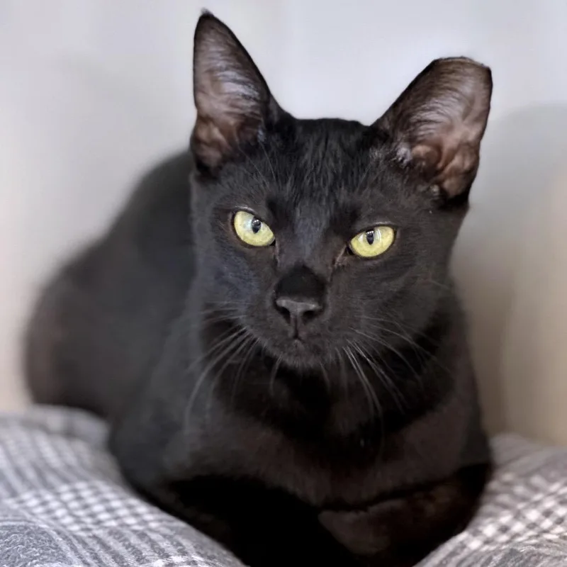 An adult large-sized male Black Domestic Short Hair cat named Squid for adoption in Redwood City, CA