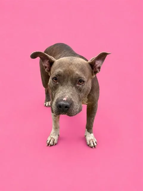 An adult large-sized female Terrier dog named Sparkle for adoption in Miami, FL