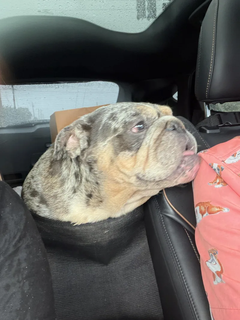 An adult large-sized female English Bulldog dog named Cookie for adoption in PALM BAY, FL