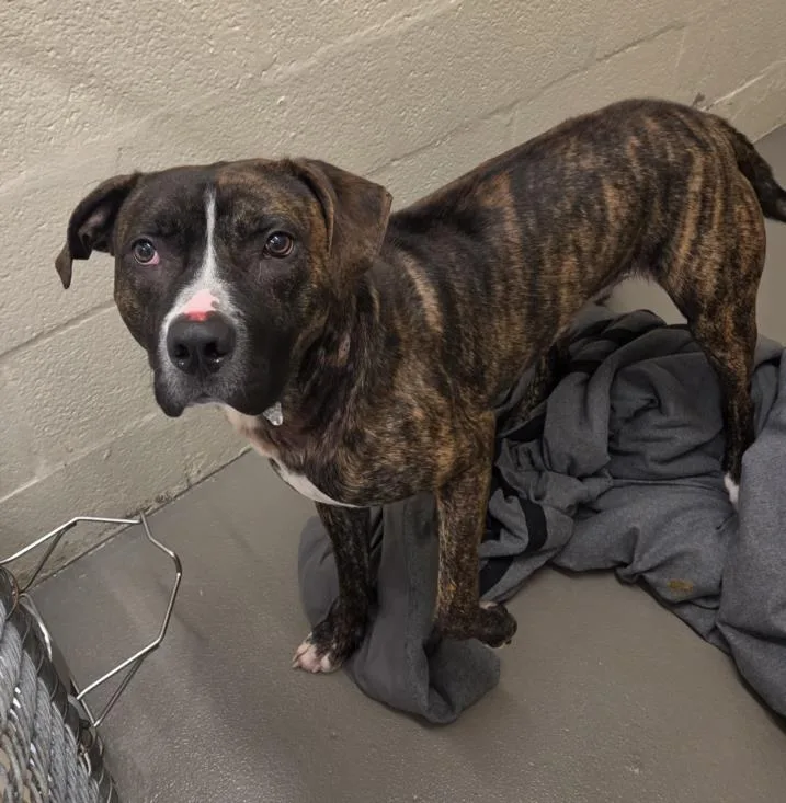 A young large-sized male Pit Bull Terrier dog named Elliot for adoption in Hagerstown, MD